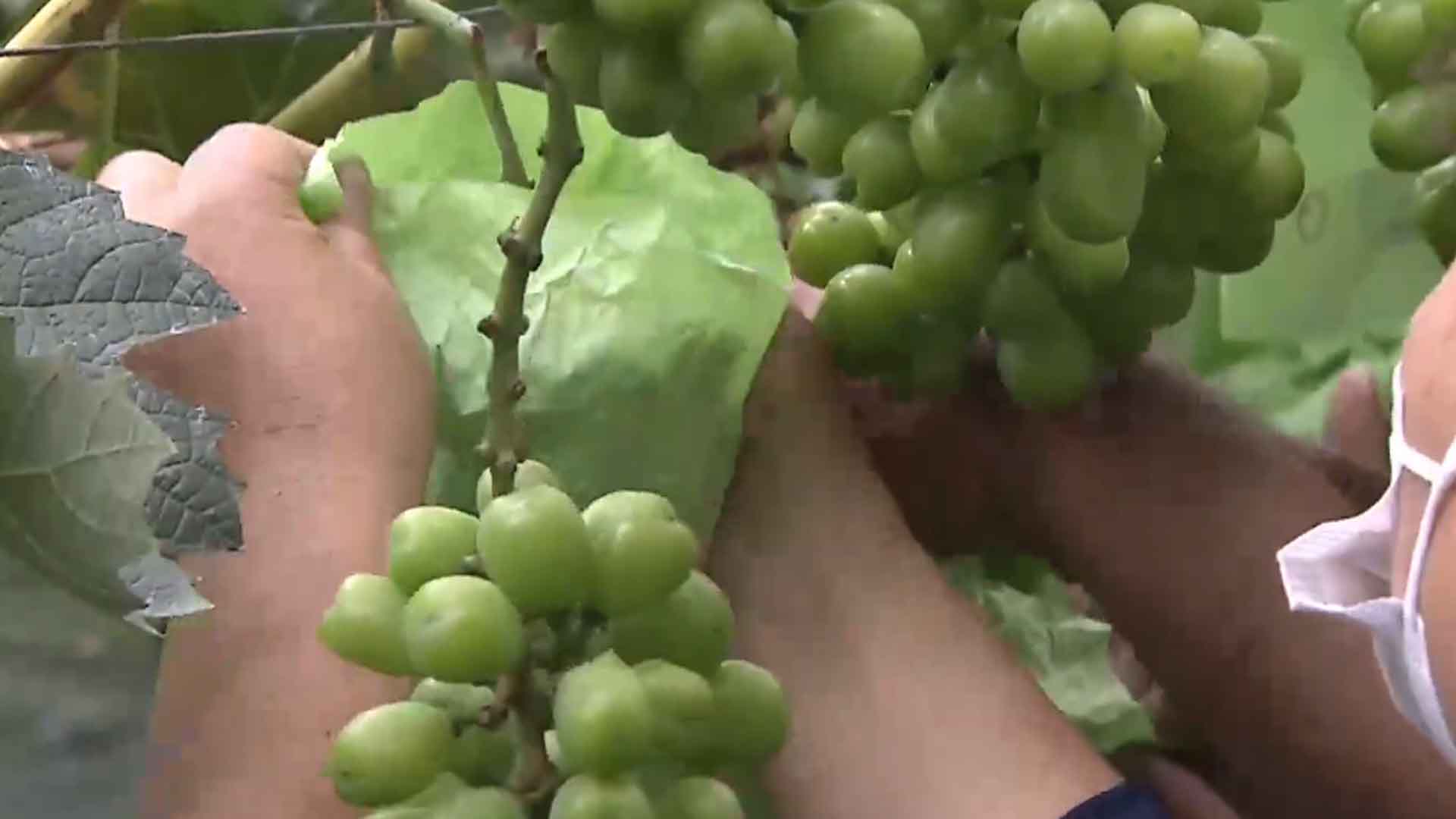 장마·폭염, 포도 과수원 토양 수분 관리 중요