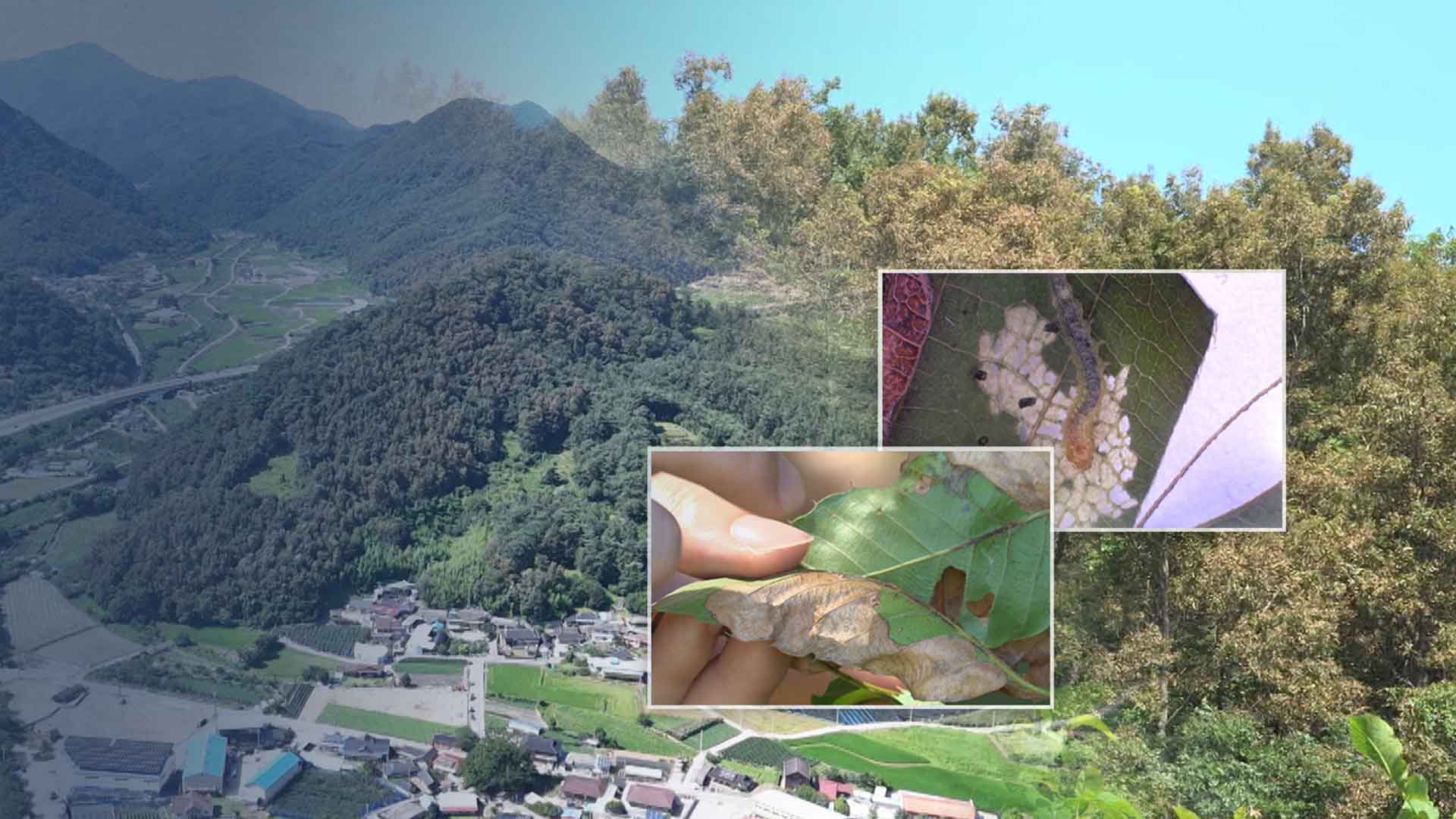 전북 남부에 참나무 병충해 확산.. 