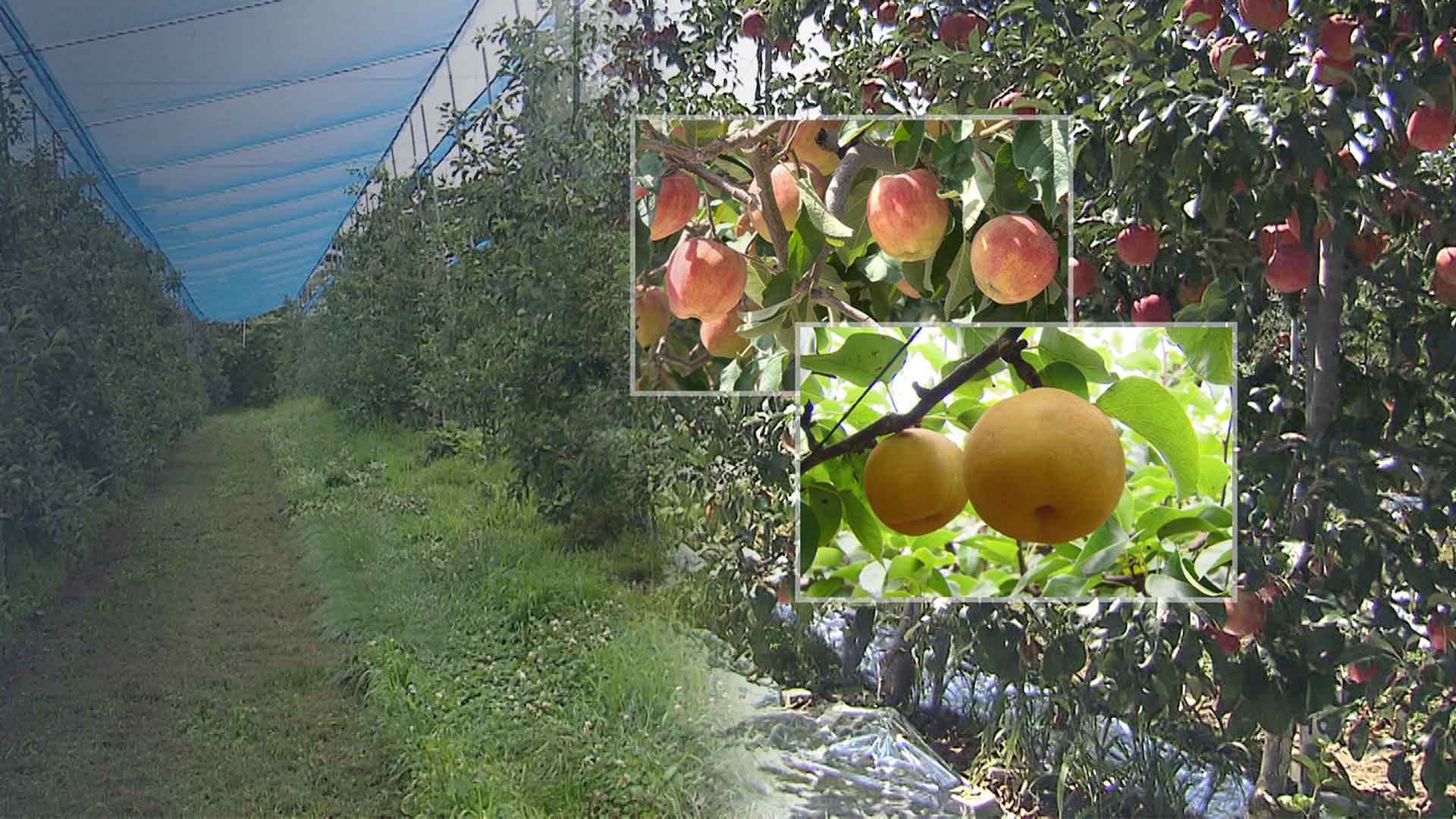 사과·배 과수원 
