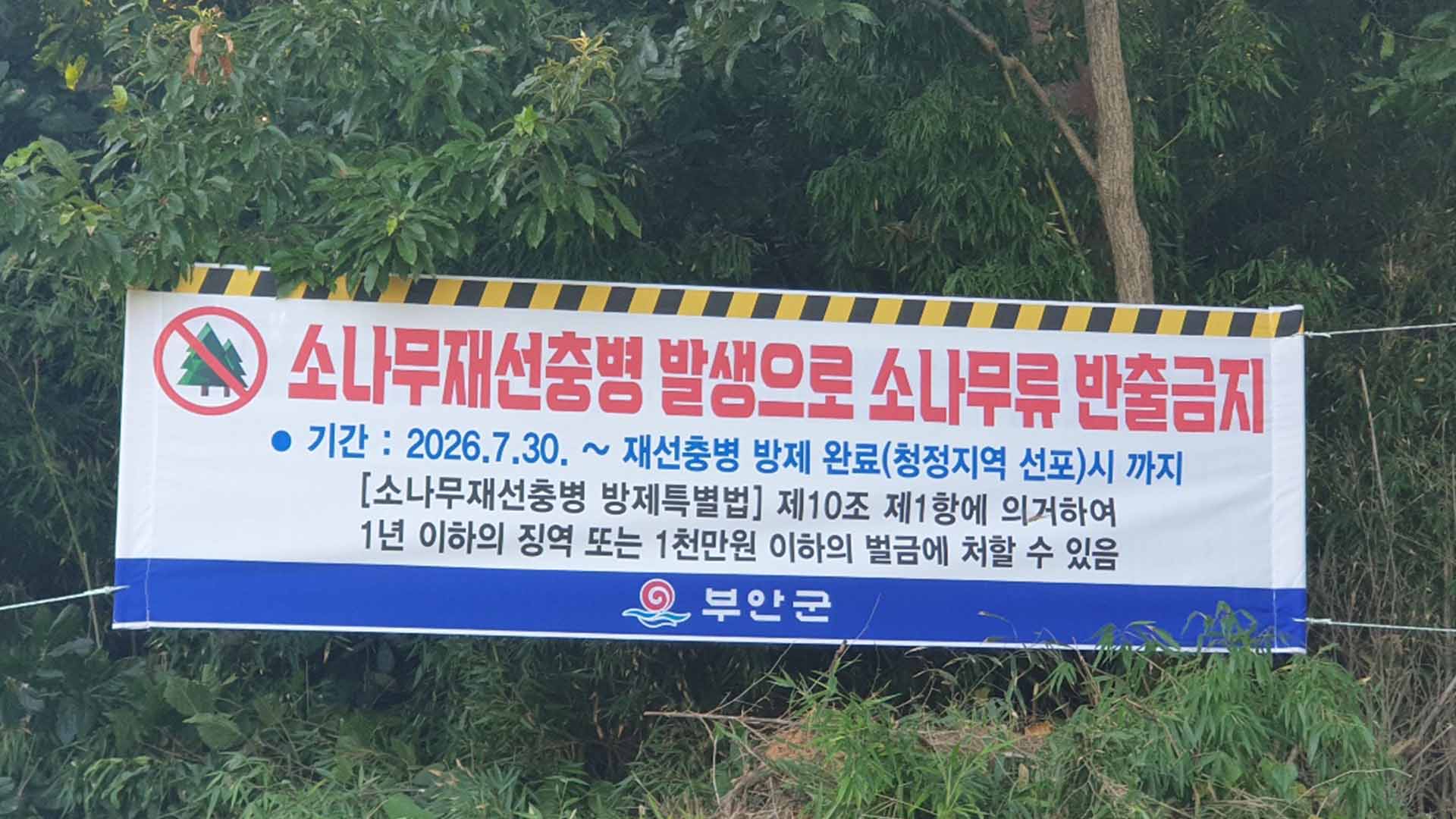 부안서 올해 첫 소나무재선충병 발생.. 