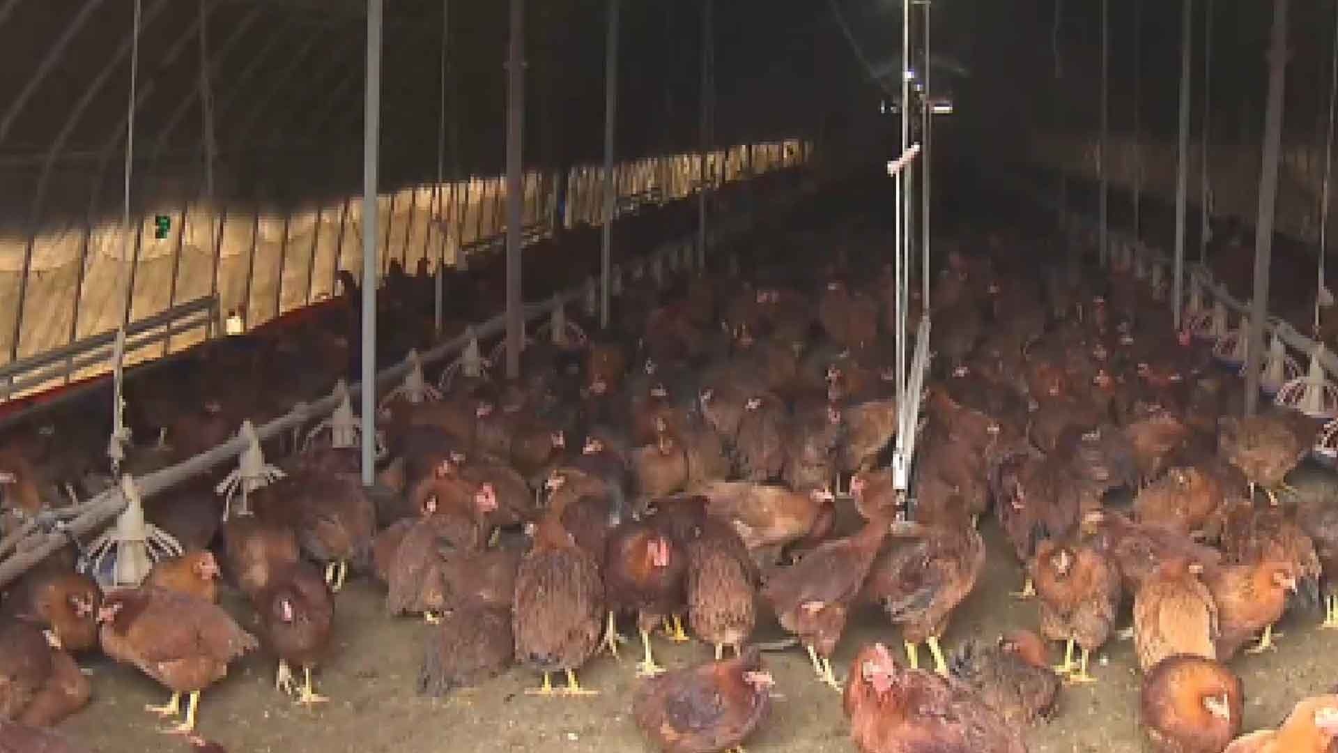 산란계 마리당 사육 면적 확대..시설 개선 지원