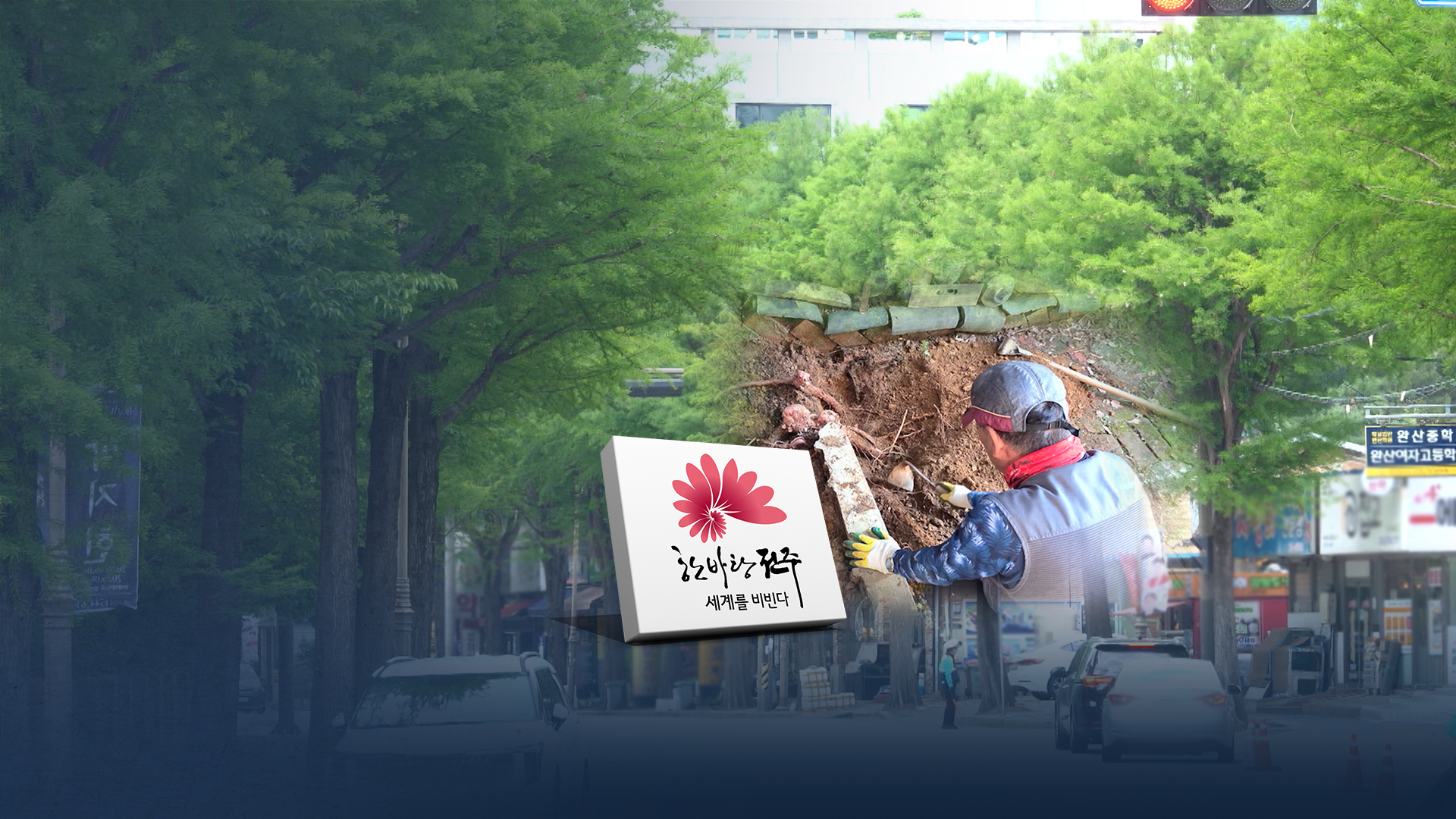 전주시 '공포의 가로수' 논란.. 