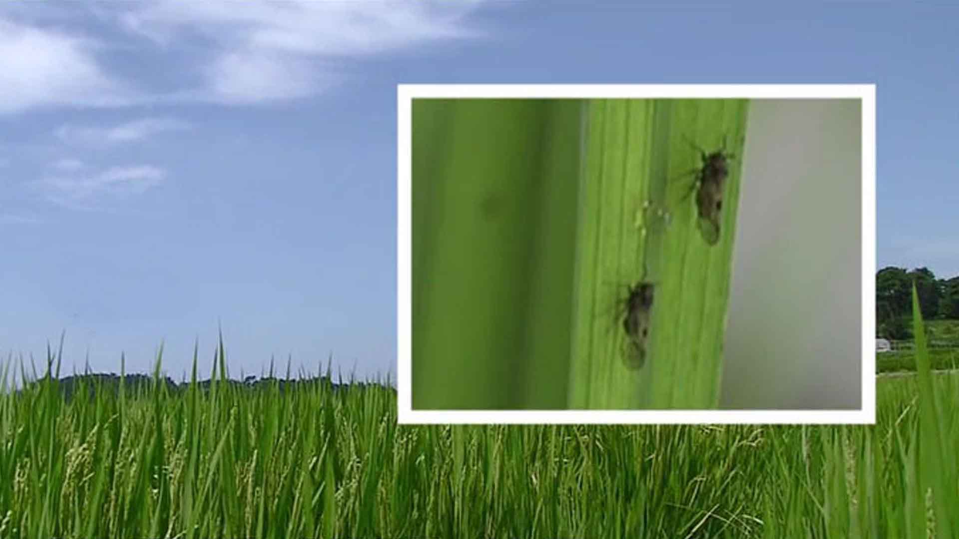 '전북에 벼멸구 확인'.. 익산시, 예찰·방제단 운영