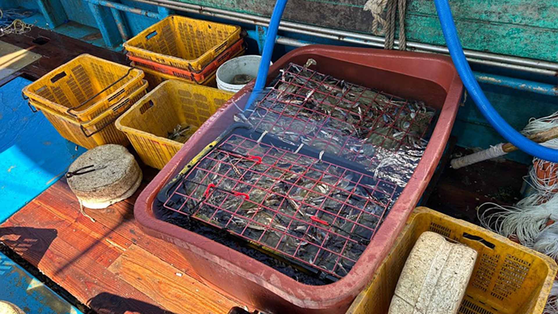군산해경, 무허가 꽃게 조업 어선 적발.. 