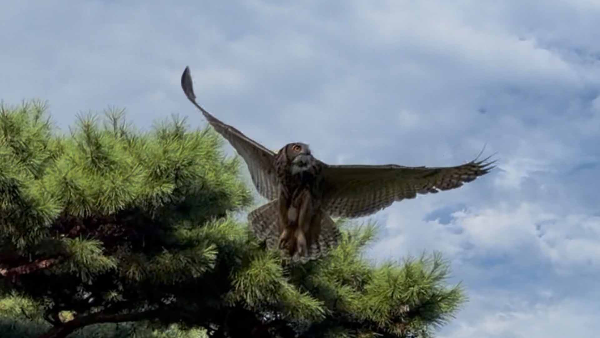 전북대서 재활 마친 수리부엉이·소쩍새, 자연 복귀