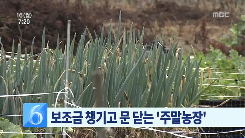 보조금 챙기고 문 닫는 '주말농장'