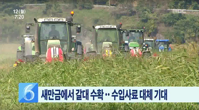 새만금 갈대 수확..소먹이로 만점