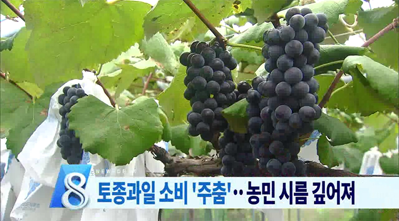 토종과일 내수 부진