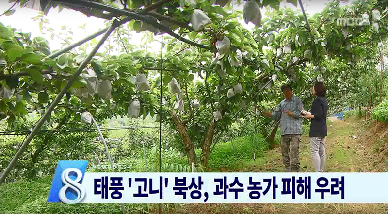 태풍 '고니' 북상, 과수 농가 피해 우려