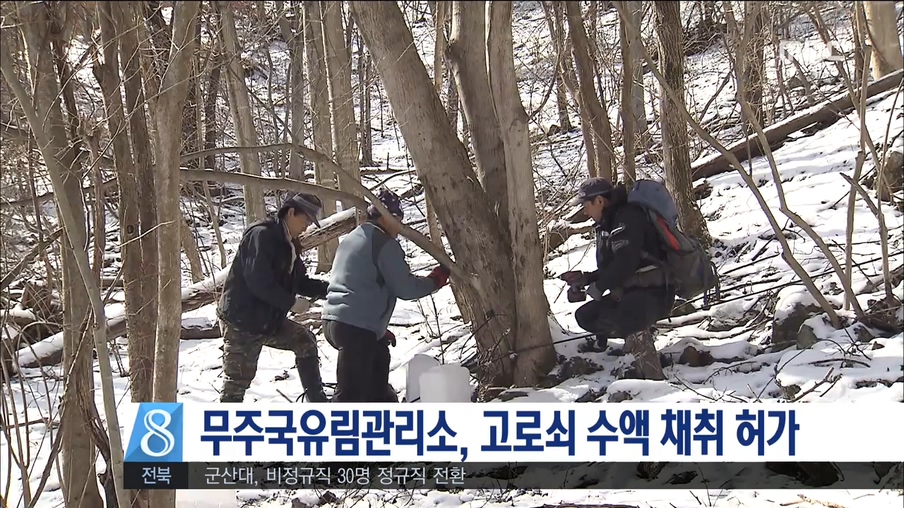 무주국유림관리소, '고로쇠 물' 채취 허가