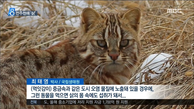 전주천에 '삵'