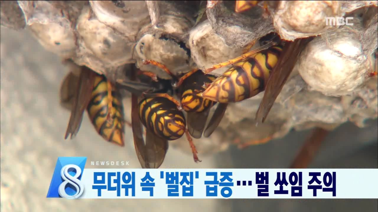 벌집 제거