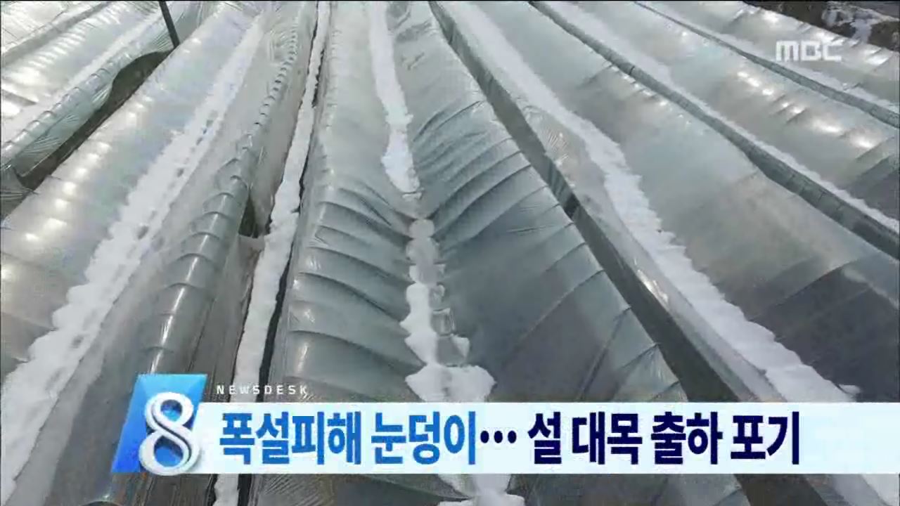 설 앞둔 폭설 피해 농가