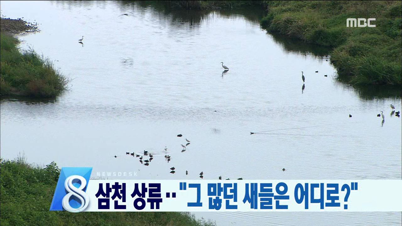 삼천 조류수 급감