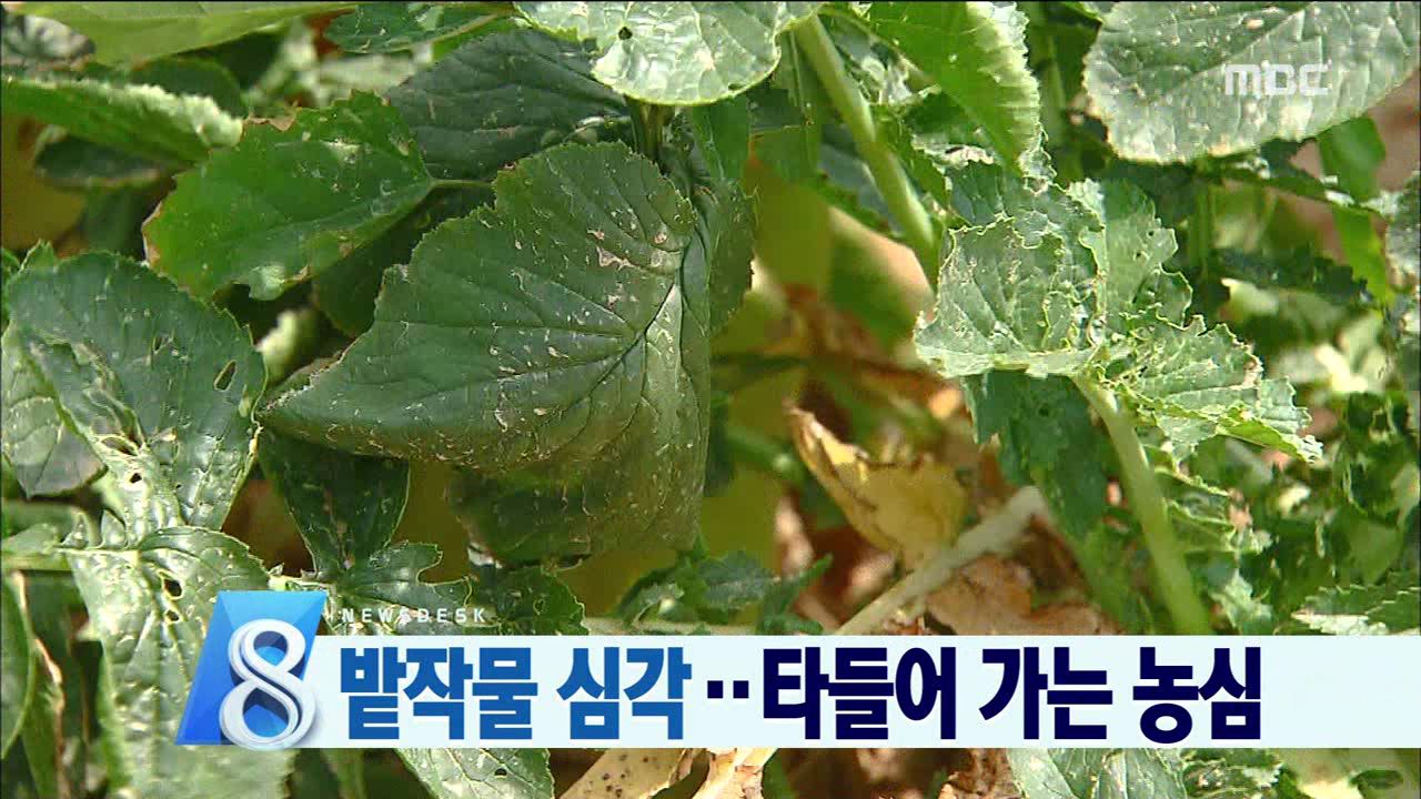 가뭄에 타는 농심