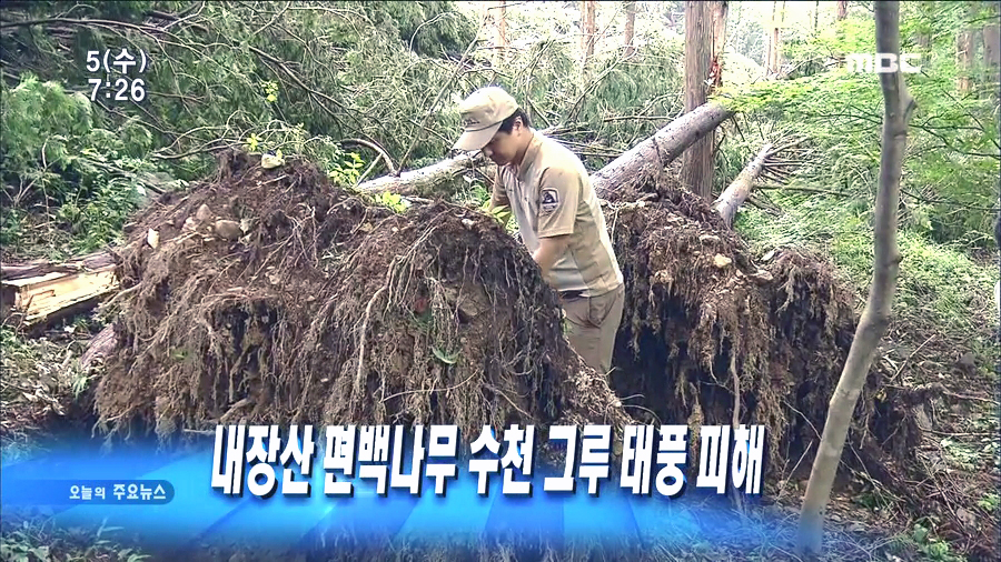 3천 그루의 나무가 넘어져